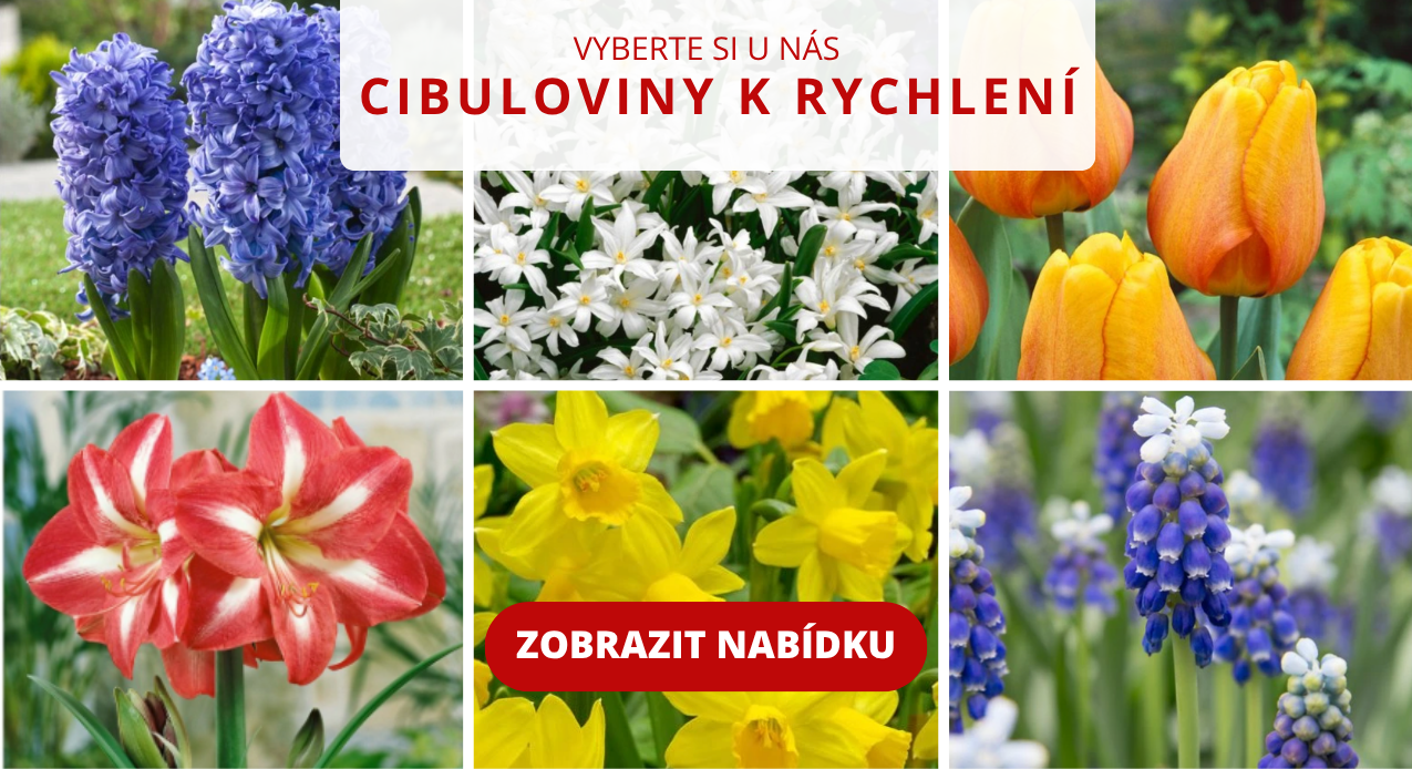 banner-cibuloviny-k-rychleni